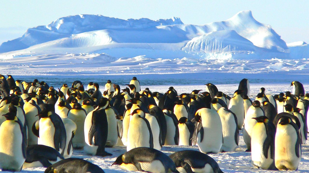 antarctica-penguins-credit-pexels