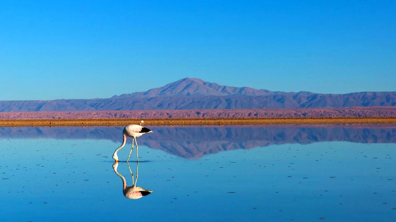 atacama-flamingo-chile-credit-unsplash