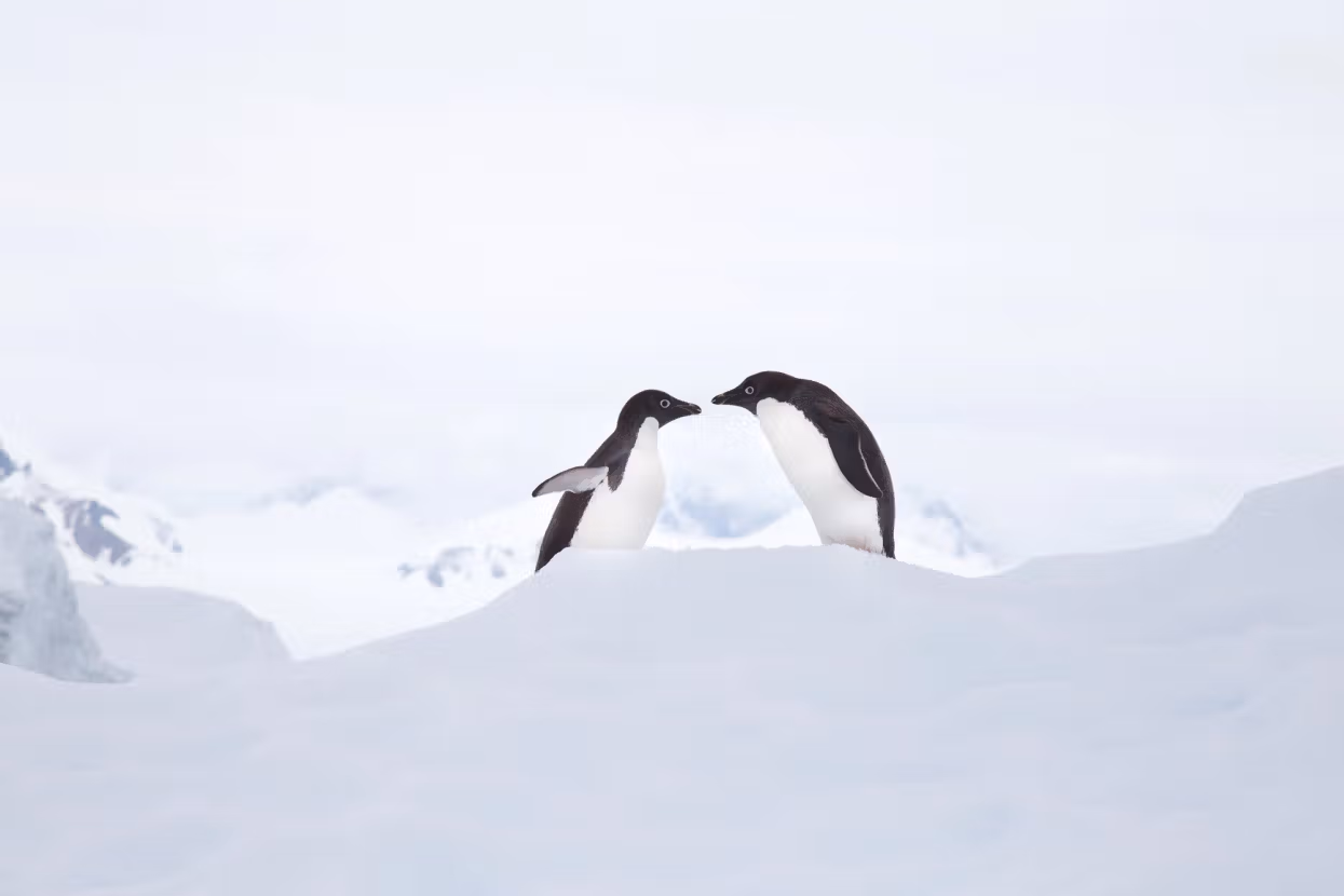 antarctica penguins