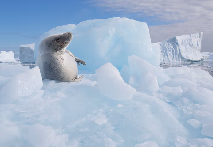 antarctica wild life