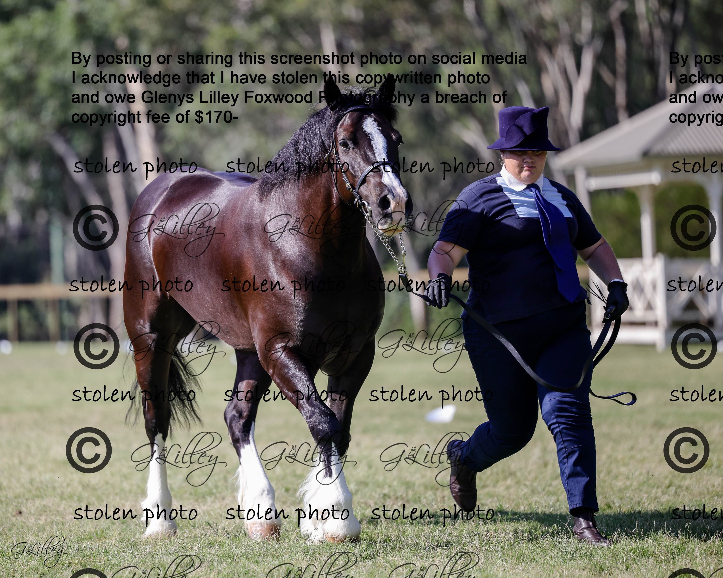 NSW ALL WELSH SATURDAY 2025 - class 1009 champion - Horse Events - NSW ...