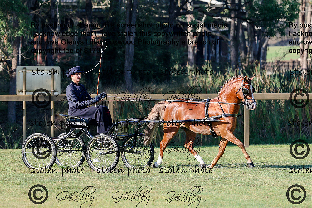 Harness by Helen Dohan