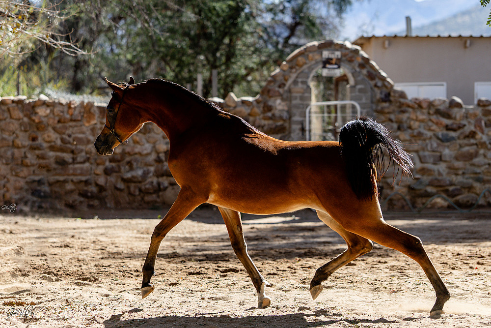 Horses In Namibia