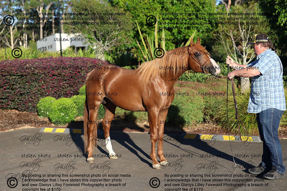 Jessie Photoshoot 2026