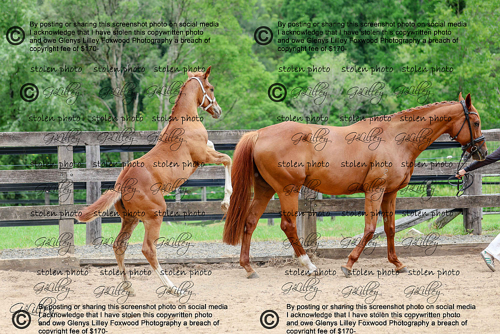 Hanovarian inspection chestnut mare and foal
