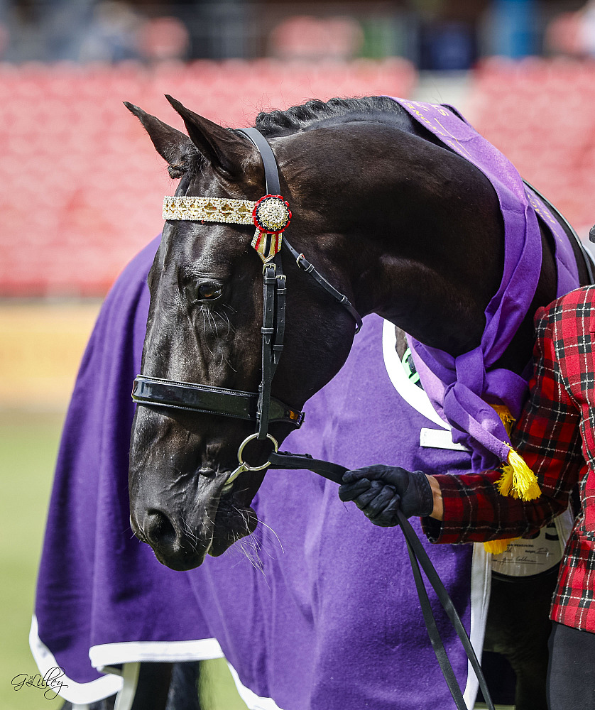 SYDNEY ROYAL SPECIAL VIDEO AND PHOTO PACKAGE