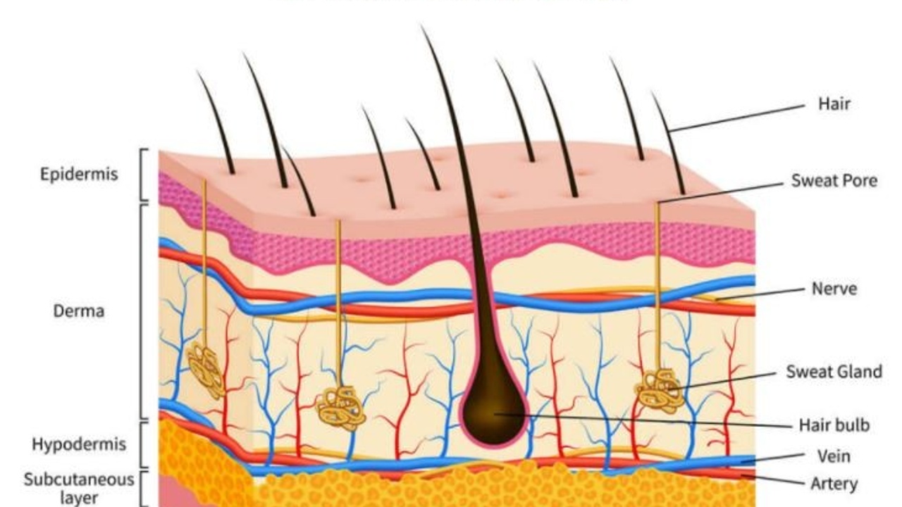 SHBBSSC004 - Identify the Function and Structure of Skin and Hair for Cosmetic Tattooing
