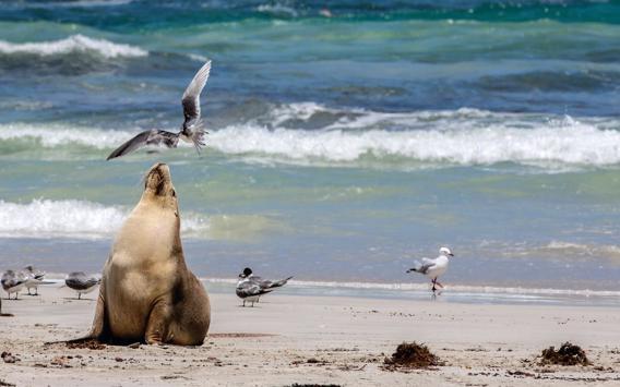 Enjoy 6 Days/5 Nights Exploring Deluxe Adelaide, Kangaroo Island & Barossa Valley