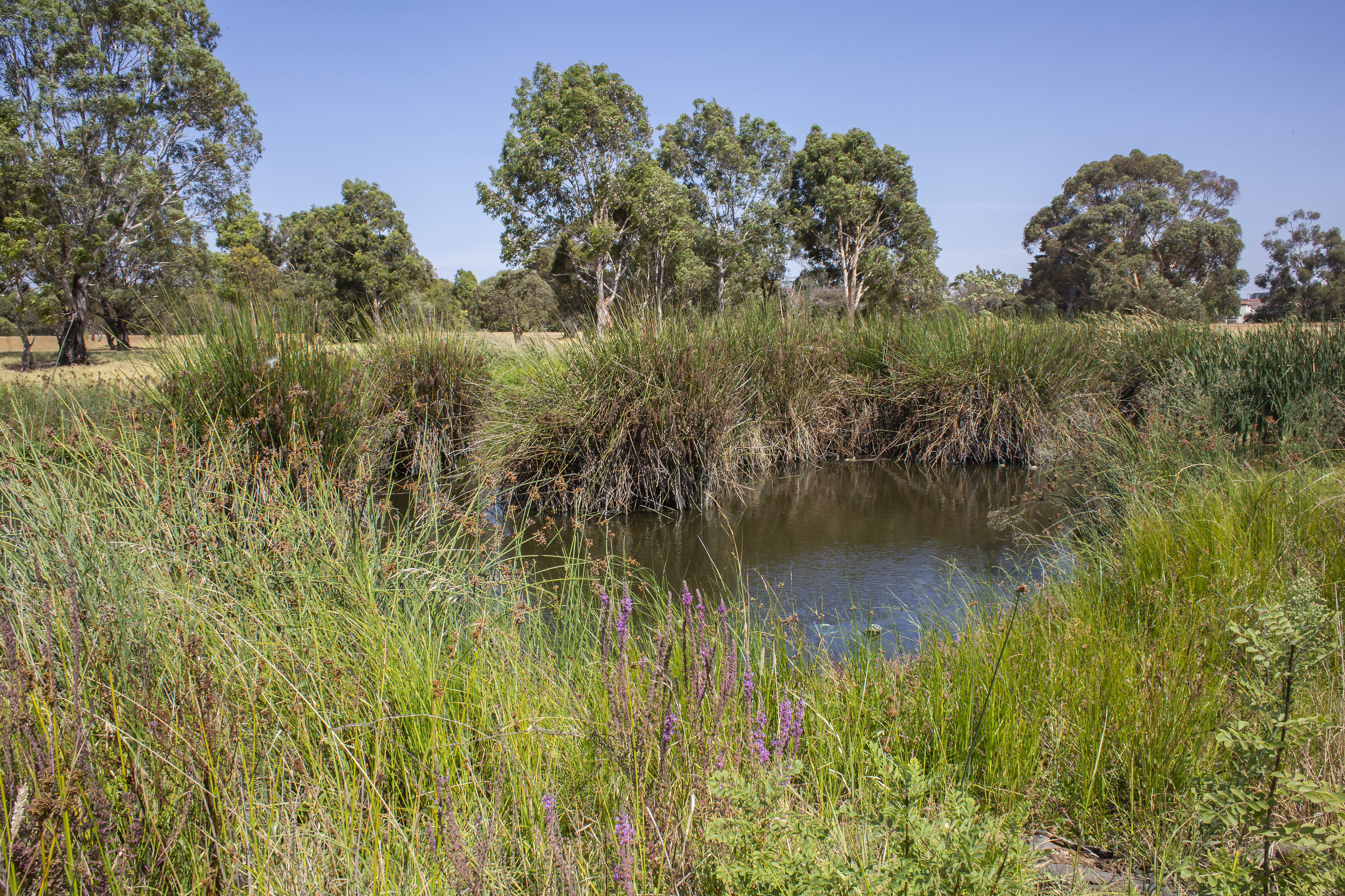 elsternwick park wetlands