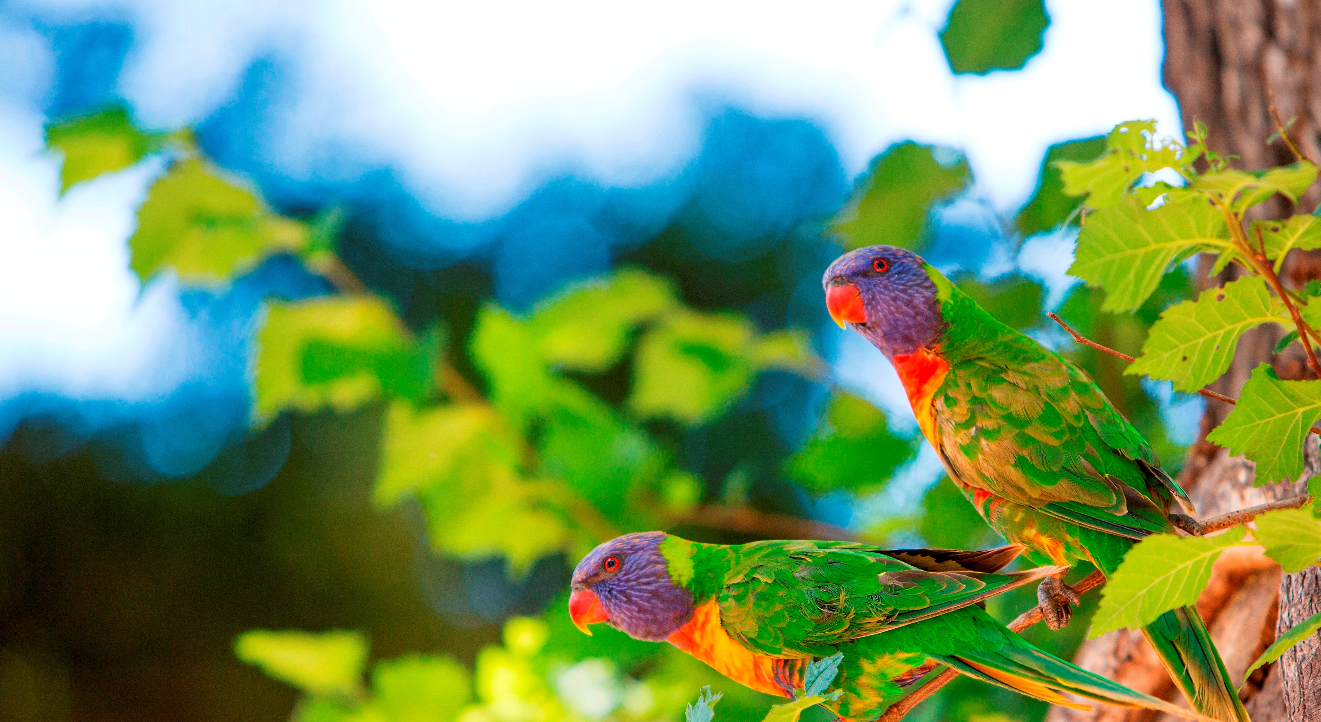 Habitat tree inventory Citizen Forester Program Participate Melbourne