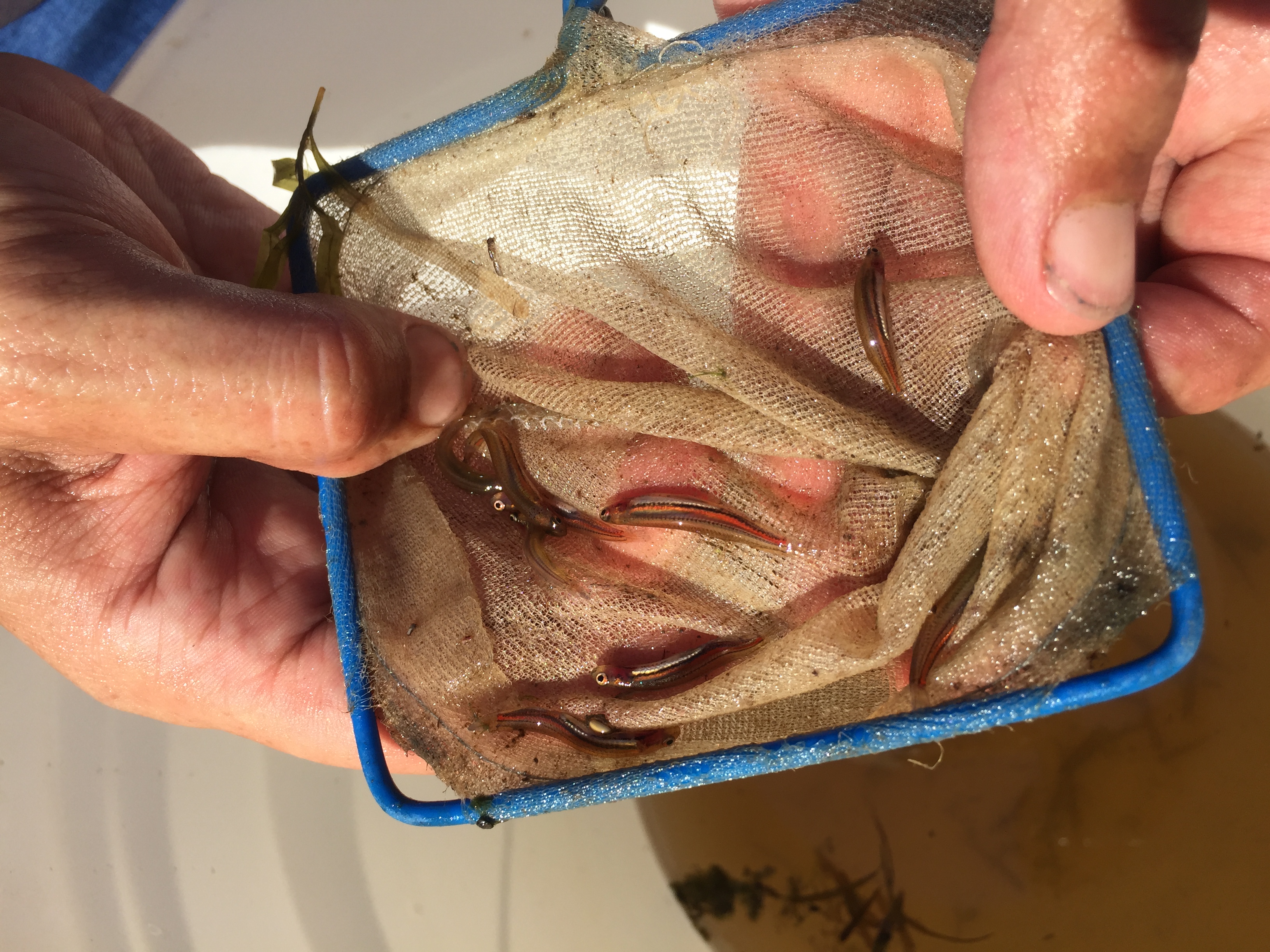 native fish strategy for dandenong creek