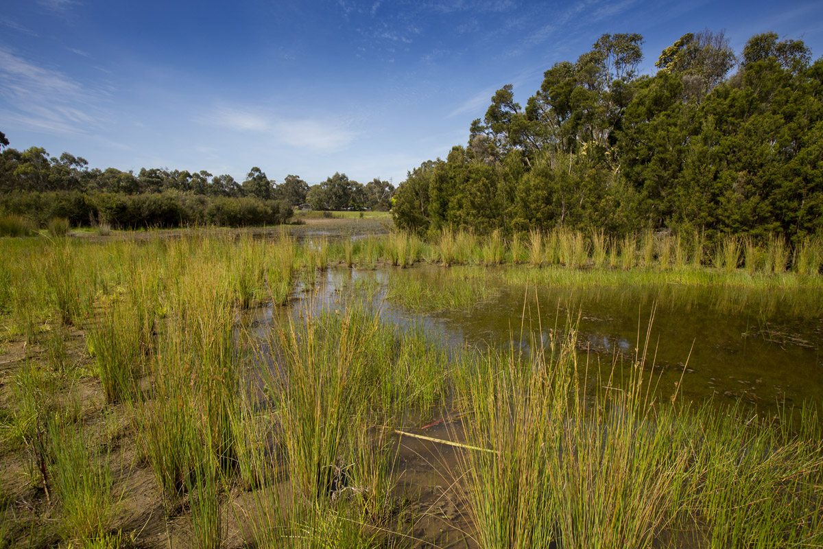 Billabongs and frogs Enhancing our Dandenong Creek Your Say