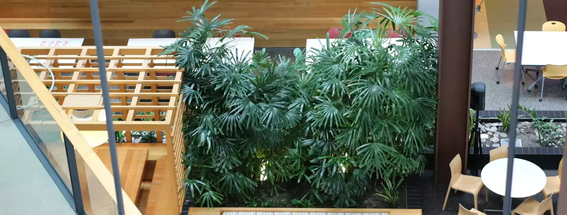 IPO5 ISA2 IFP2 Rhapis Palm Sanseveria ZZ in client inbuilt garden AIA Takapuna 12 22 5