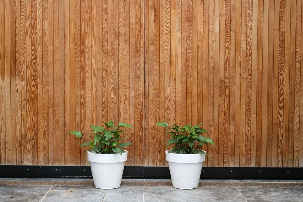 small plants