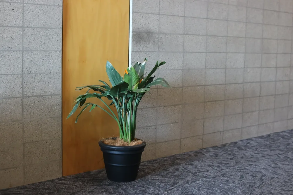 small plants