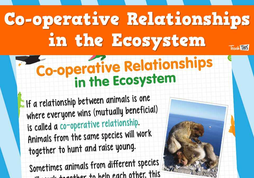 Co-operative Relationships in the Ecosystem