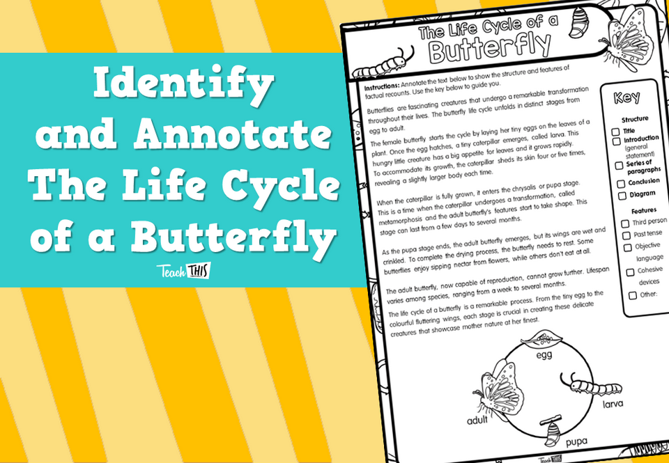 Identify and Annotate- The Life Cycle of a Butterfly