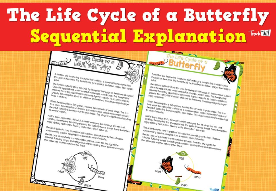 The Life Cycle of a Butterfly- Sequential Explanation
