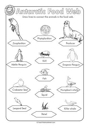 Antarctic Food Web
