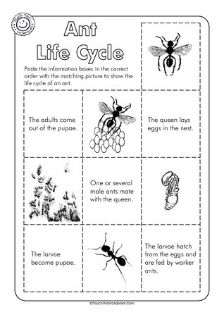 Ant Life Cycle