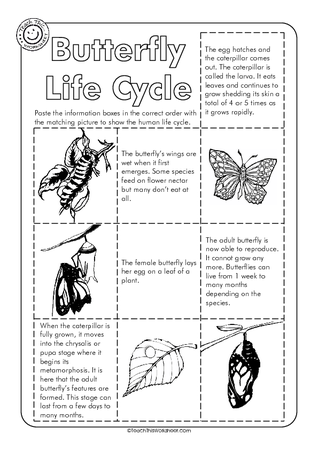 Butterfly Life Cycle
