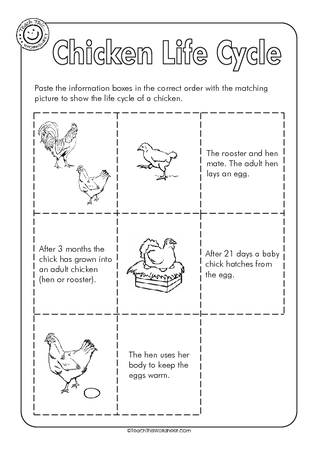 Chicken Life Cycle