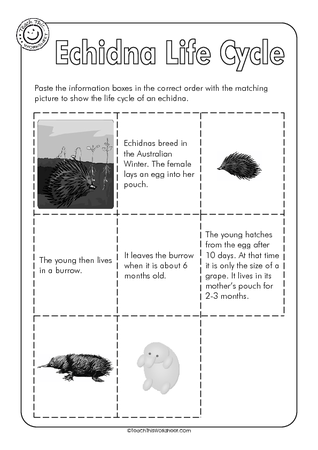 Echidna Life Cycle