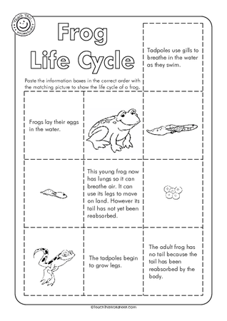 Frog Life Cycle