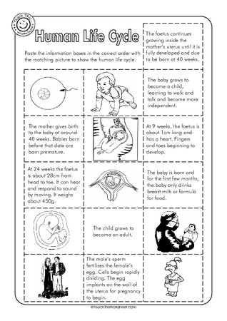 Human Life Cycle