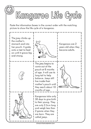 Kangaroo Life Cycle