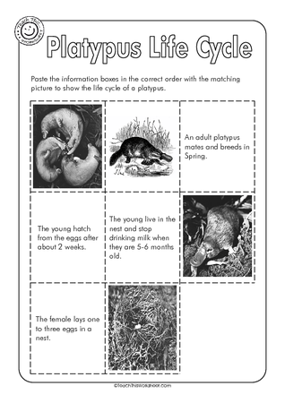 Platypus Life Cycle