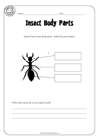 Insect Body Parts