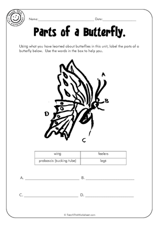 Parts of a Butterfly