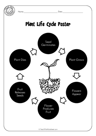 Plant Life Cycle