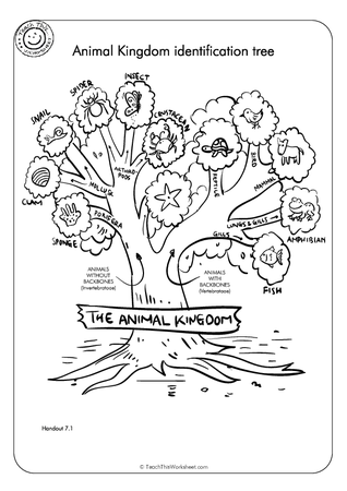 Animal Kingdom Identification Tree