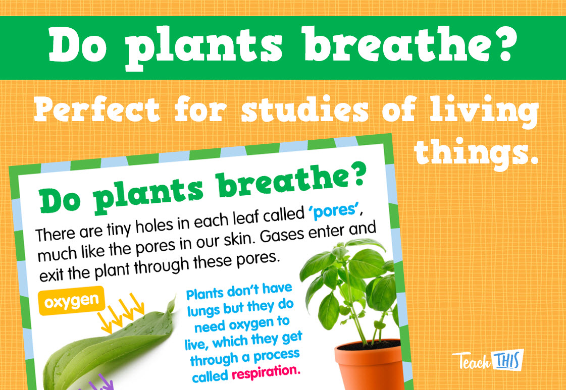 Do Plants Breathe