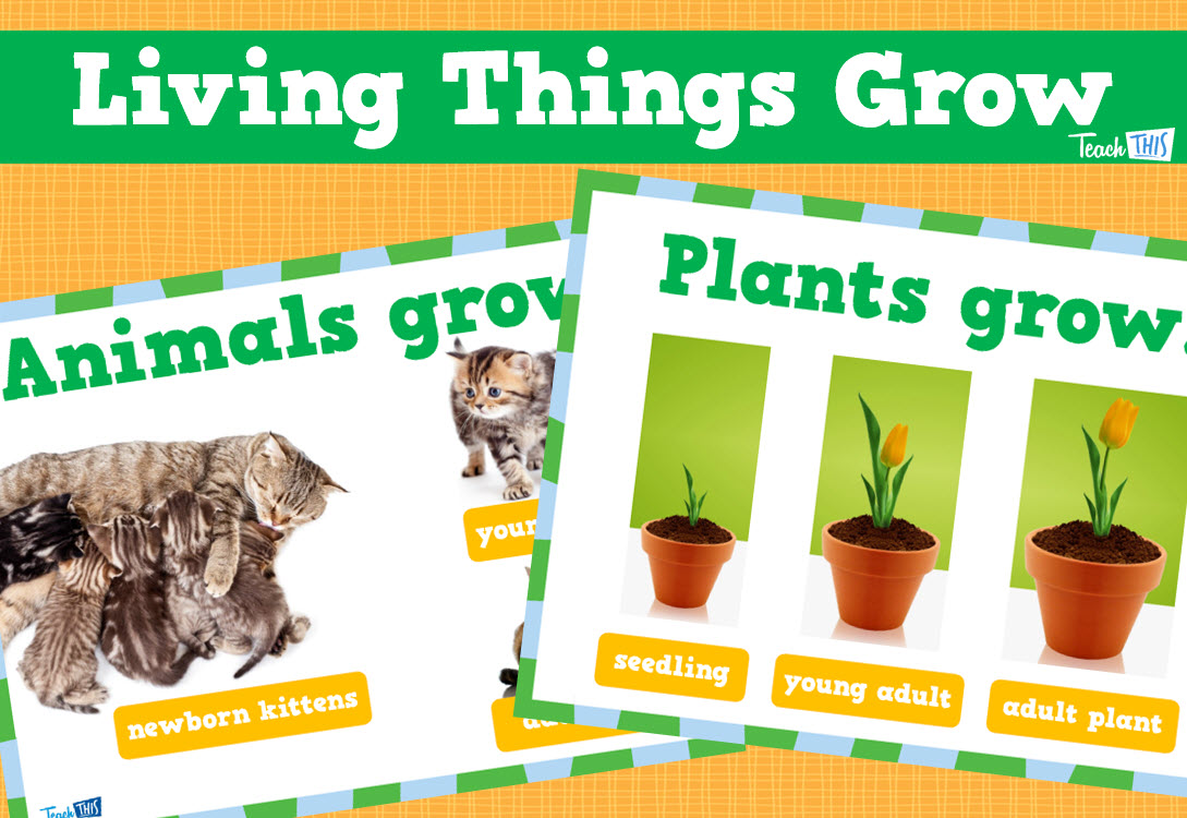 Living Things Grow