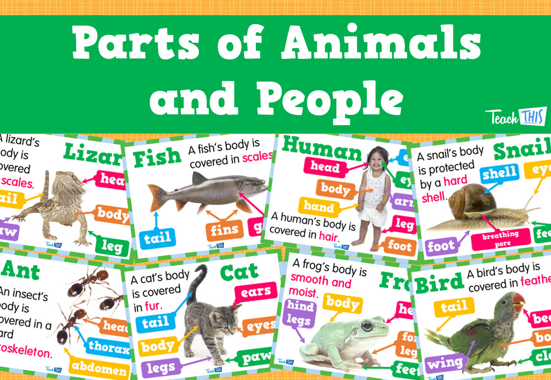 Parts of Animals and People