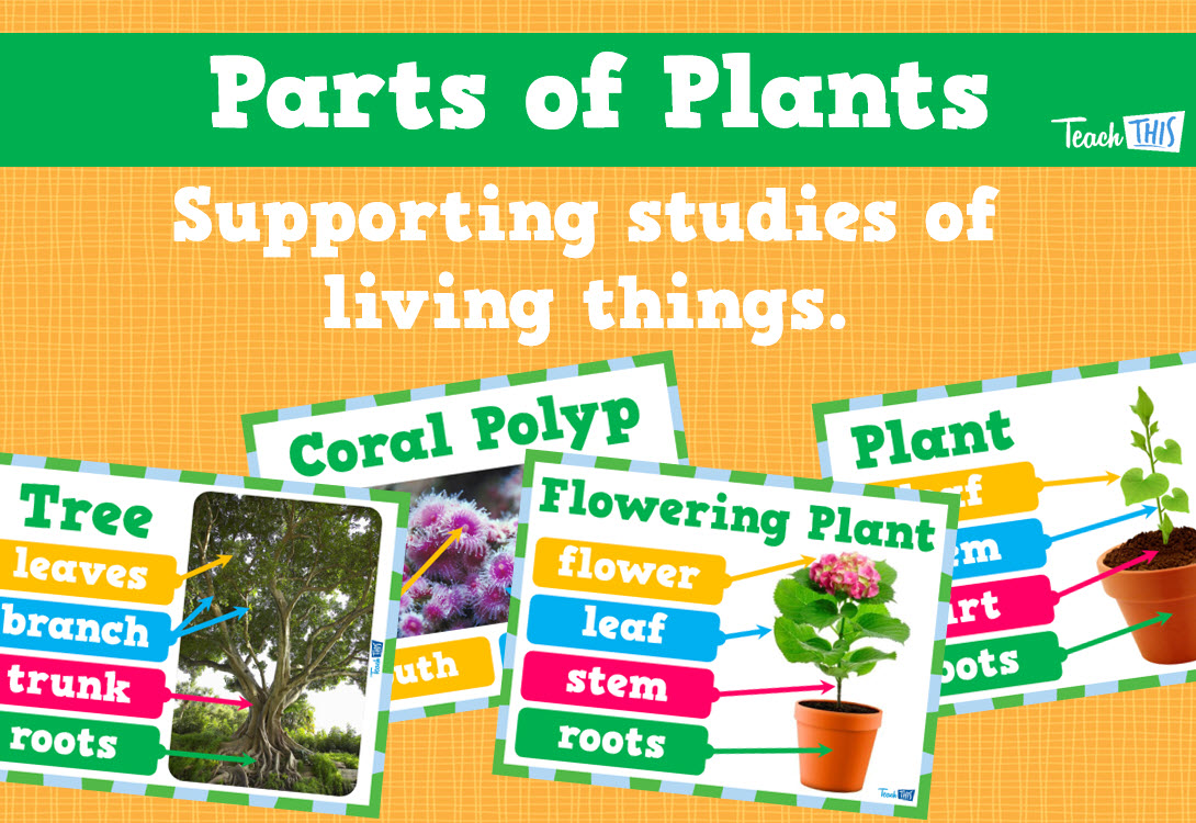 Parts of Plants