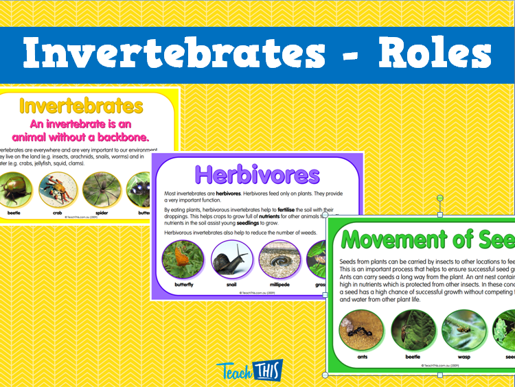 Invertebrates - Roles
