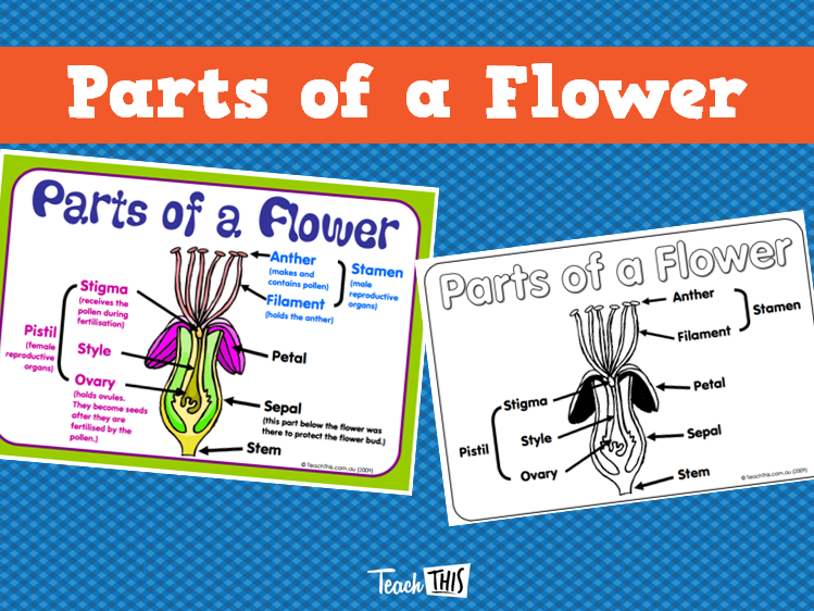 Parts of a Flower