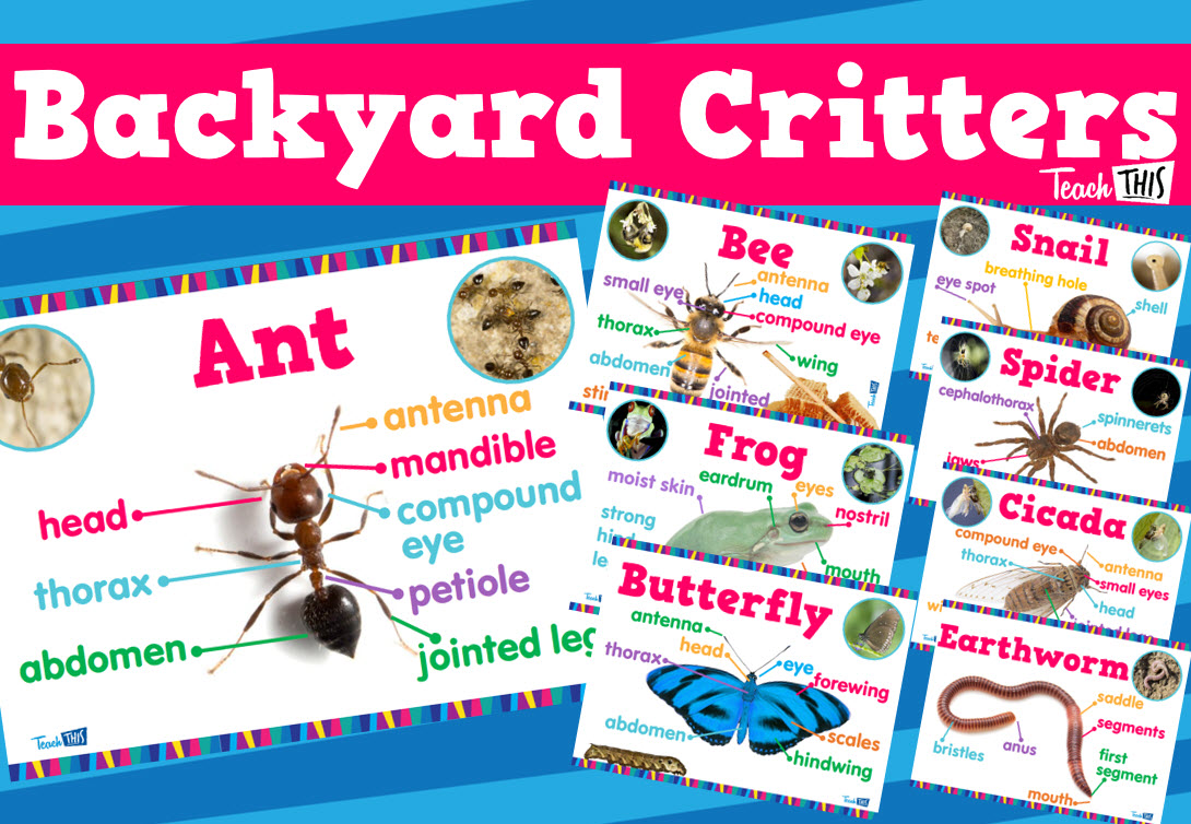 Mini Beasts - Backyard Critters