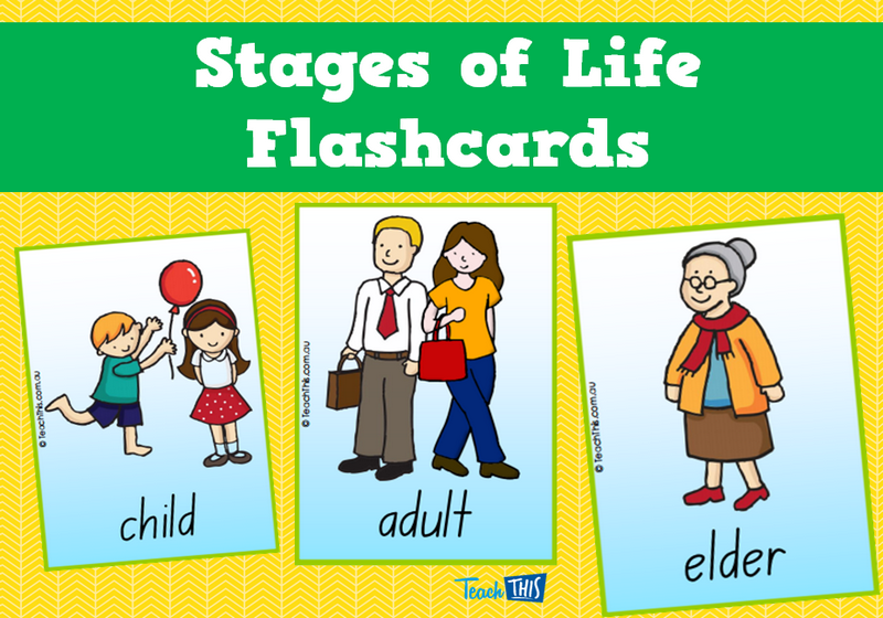 Stages of Life Flashcards