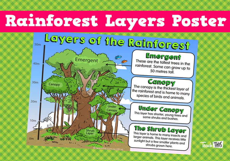 Rainforest Layers Poster