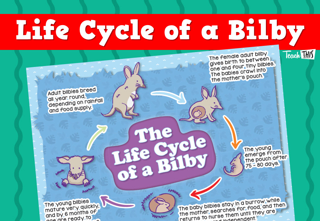 Bilby - Life Cycle