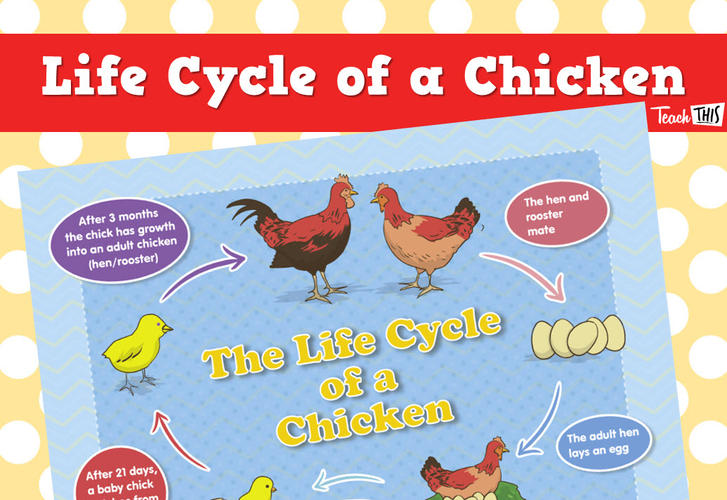 Chicken Life Cycle
