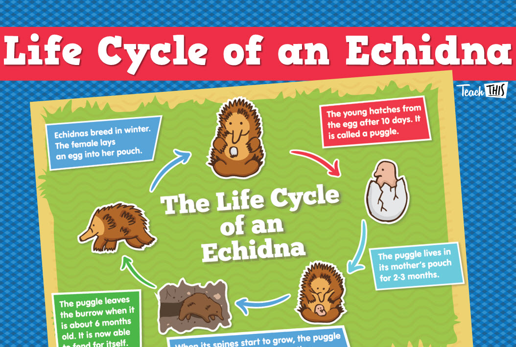 Echidna Life Cycle
