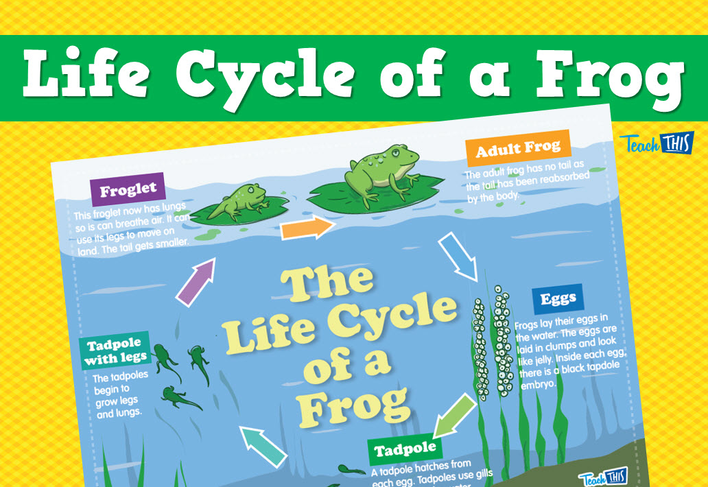 Frog Life Cycle
