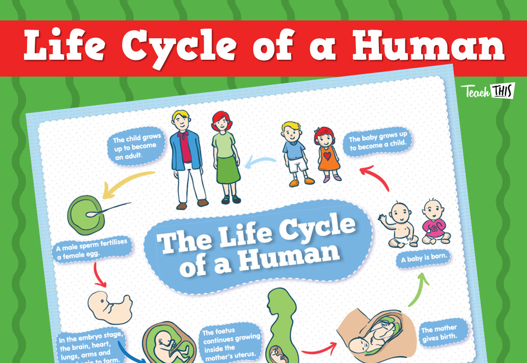 Human Life Cycle