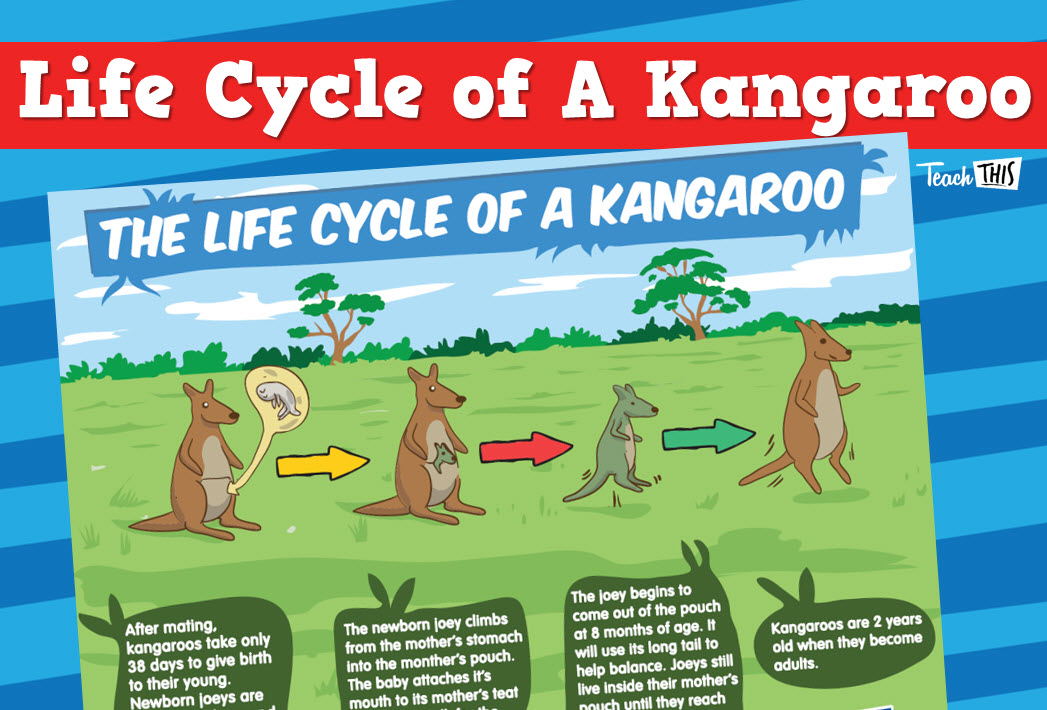 Kangaroo Life Cycle
